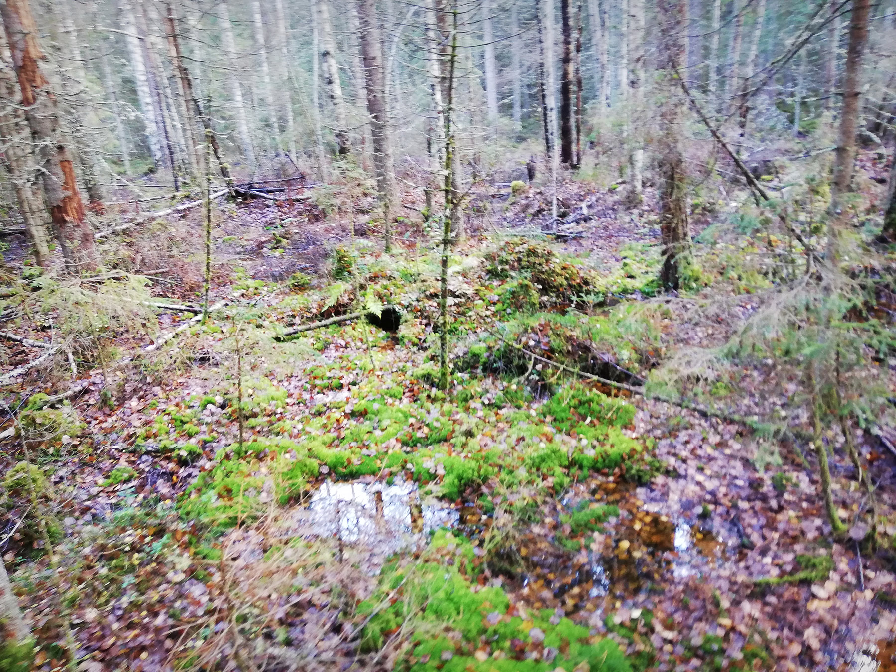 Vihtari image