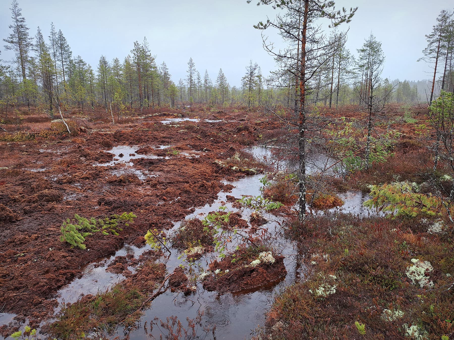 Pieni Piitsonsuo image